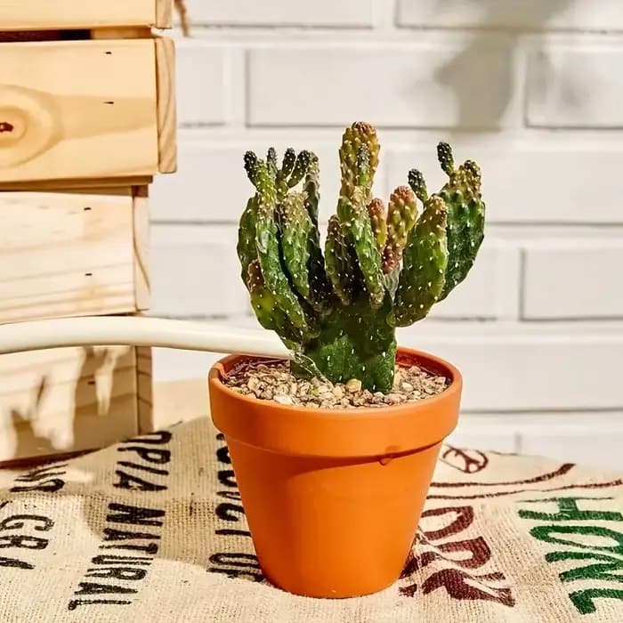 Pots de fleurs Terra Cotta de 2.5 pouces, 24 pièces, jardinière en poterie, Pots de fleurs Cactus, P