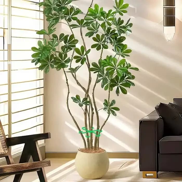 Piquets de Support de tige de plante de fleur, cadre de Support de plante d'intérieur grimpante, jar
