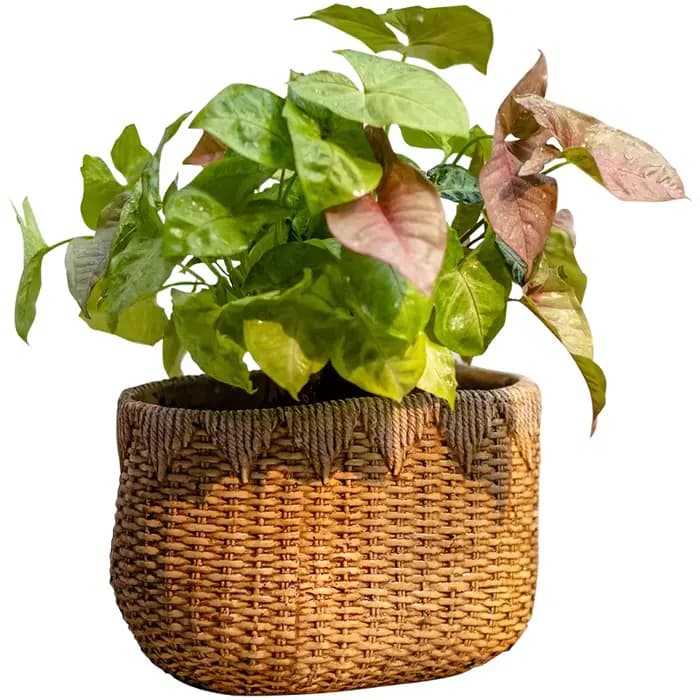 Pot de fleur en rotin tissé rustique, jardinière décorative de bureau en ciment, conteneur de plantes de jardin de balcon, conception de Faux Drainage