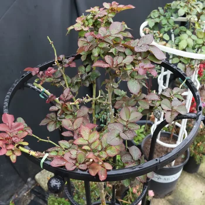 Treillis d'escalade de roses en forme de parapluie à cercle unique de jardinage