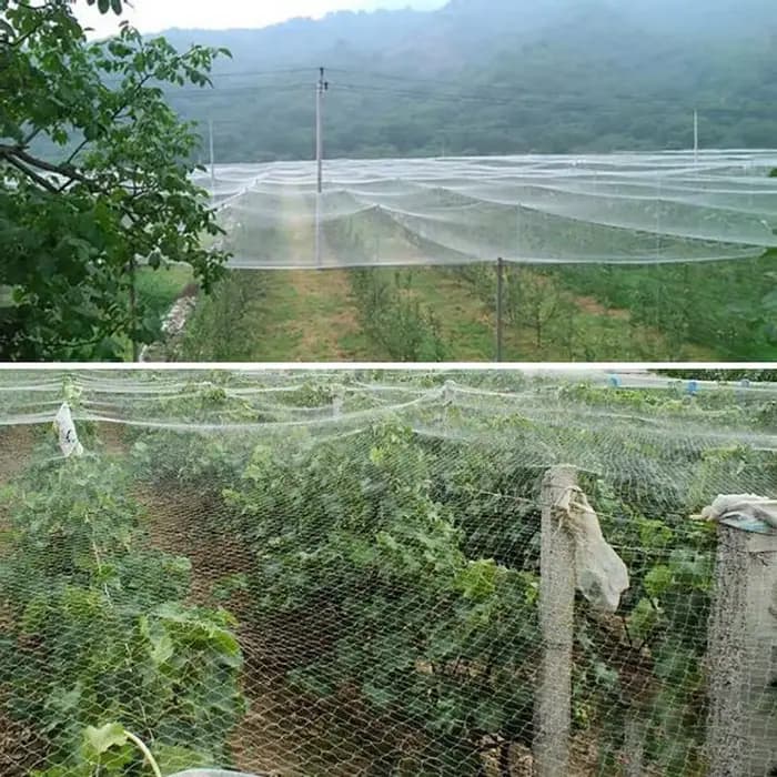 Réseau de culture anti-oiseaux pour volaille, filet pour plantes de jardin, étangs, arbres fruitiers