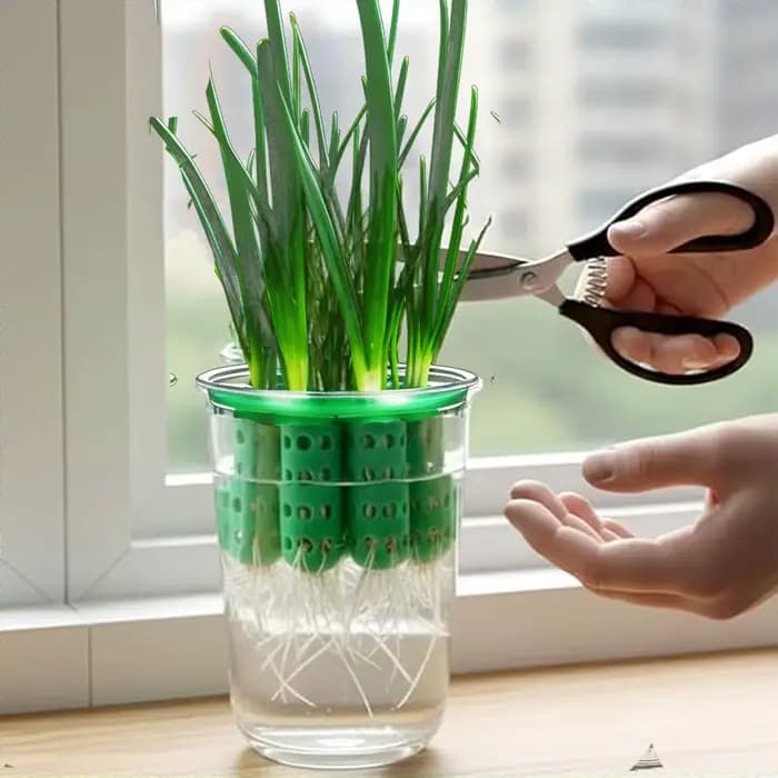 Pot de culture pour la repousse des oignons verts, Kit de germination hydroponique transparent pour pousses d'oignon