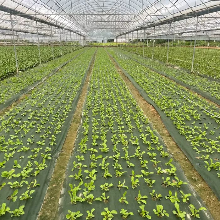 Tissu anti-mauvaises herbes perforé vert et noir, 2,62 pieds de large avec 12 piquets de sol de qual