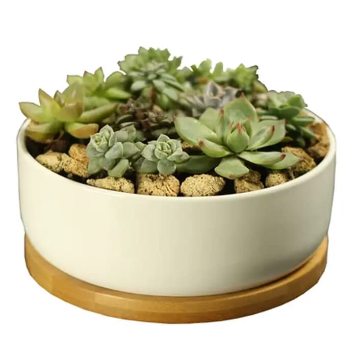 Pot de plante succulente en céramique, pot de fleur arrondi profond en porcelaine blanche avec escal