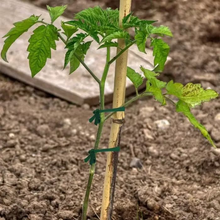 Bande de tissu en corde de jardin verte