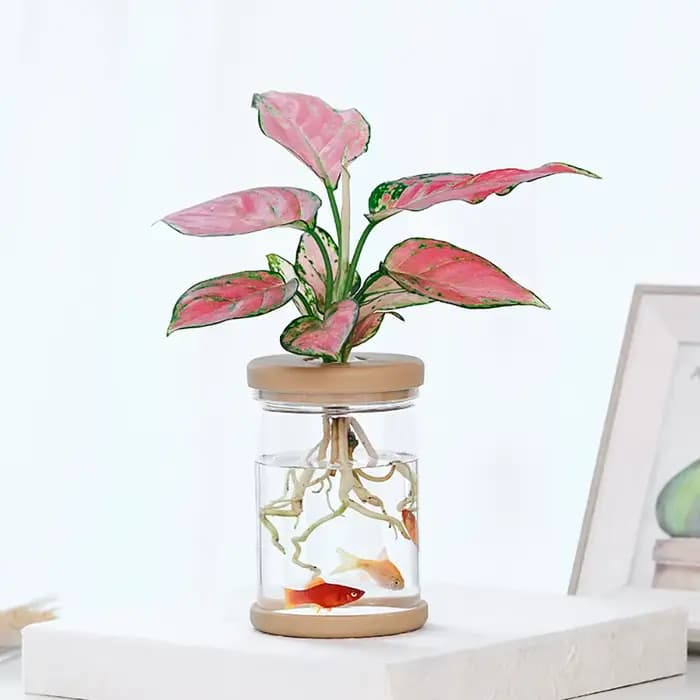 Pot de fleurs hydroponique en résine transparente imitation verre pour intérieur/extérieur