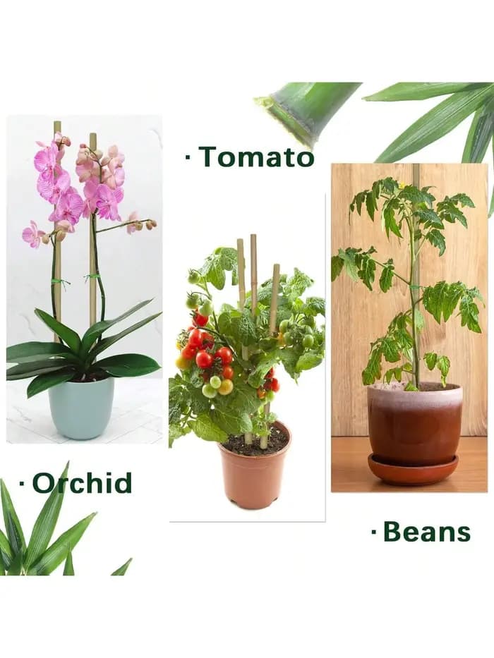Piquets en bois de jardin en bambou, 20 pièces, plantes en bambou écologiques, piquets en bois, plan