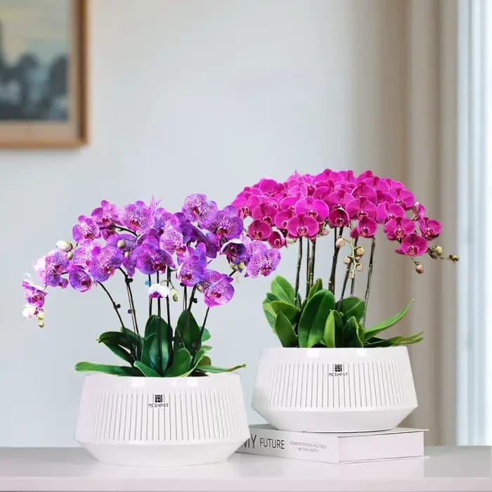Pot d'orchidée en maille avec trous, Pot de fleur en plastique, Pots violets africains décoratifs av