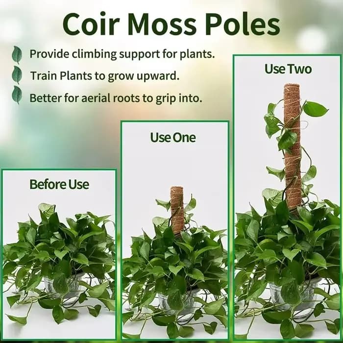 Support de grimpement pliable pour plantes, en fibre de coco, déformable, avec base de fixation, typ
