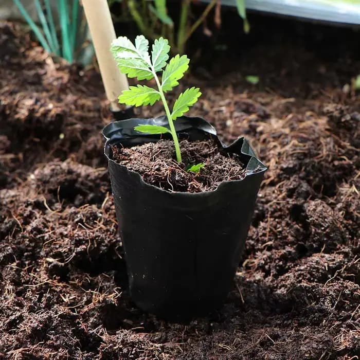 Pots de pépinière en plastique noir, 50 pièces, sac de culture de graines, plante à fleurs, conteneu