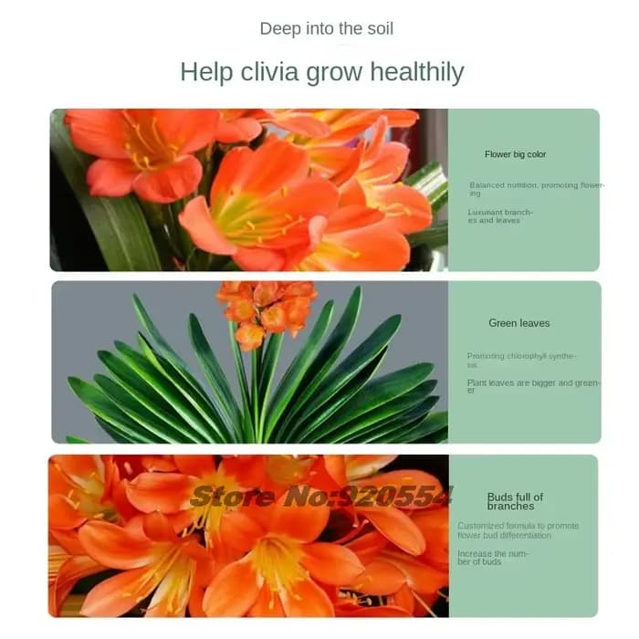 Clivia-Navigateur Premium spécialisé avec NPK Nutriments