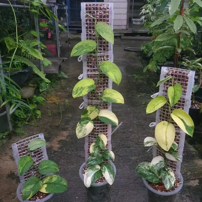 Support en plastique pour plantes vertes