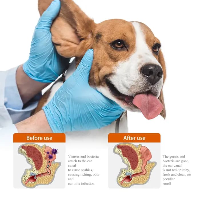 Gouttes auriculaires pour animaux de compagnie : Traitement contre les puces