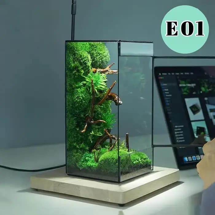 Mini terrarium écologique en verre pour forêt tropicale, fougères et mousse, carré, géométrique, miniatures, vase à plantes, conteneur, serre de table