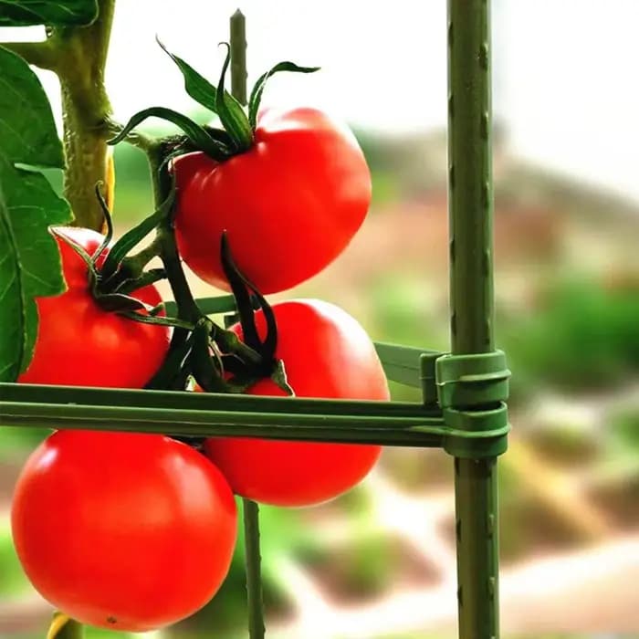 Piquets de support pour plantes de jardin, vigne grimpante T1, bras, connecteurs de cadre en pot ext