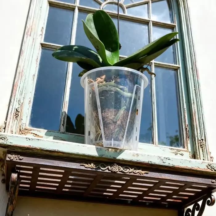 Pots à orchidées transparents en plastique avec trous de drainage pour la plantation d'orchidées papillon