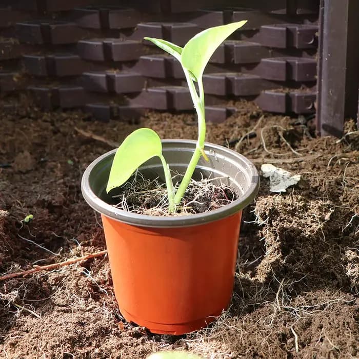 Pot de plantes de jardin, pots de fleurs, graines de pépinière, léger et respirant, garde l'humidité