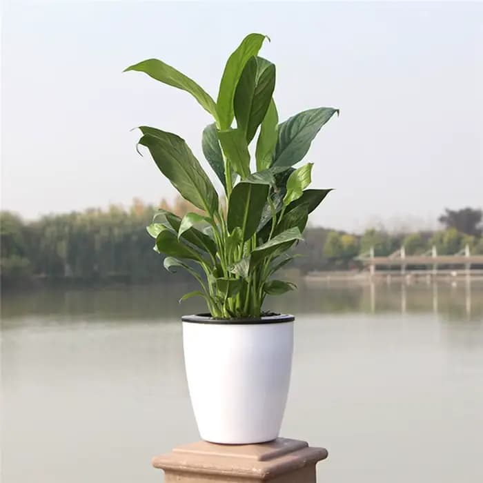 Pot de fleurs automatique en résine pour décoration de bureau, jardin, maison, panier à plantes