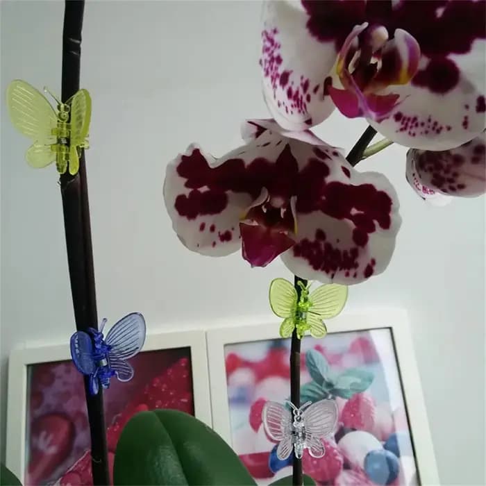 Pinces à orchidées colorées, 30 pièces, pinces papillon pour plantes de jardin, vigne grimpante, Sup