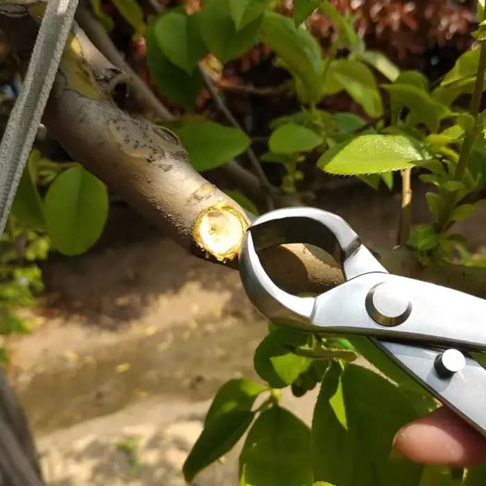 Kit d'outils d'élagage de bonsaï en acier inoxydable