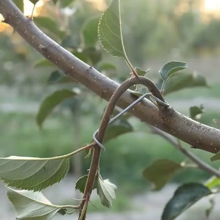 Support de Branches d'arbre fruitier, Support de plantes, épandeur de Branches de fruits, cadre de S
