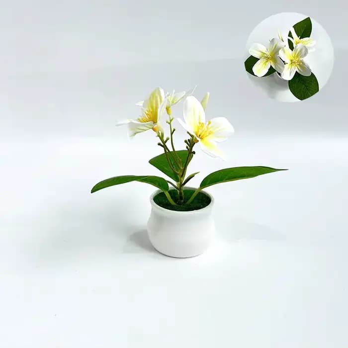 Plante d'orchidée compacte en pot pour usage intérieur et extérieur