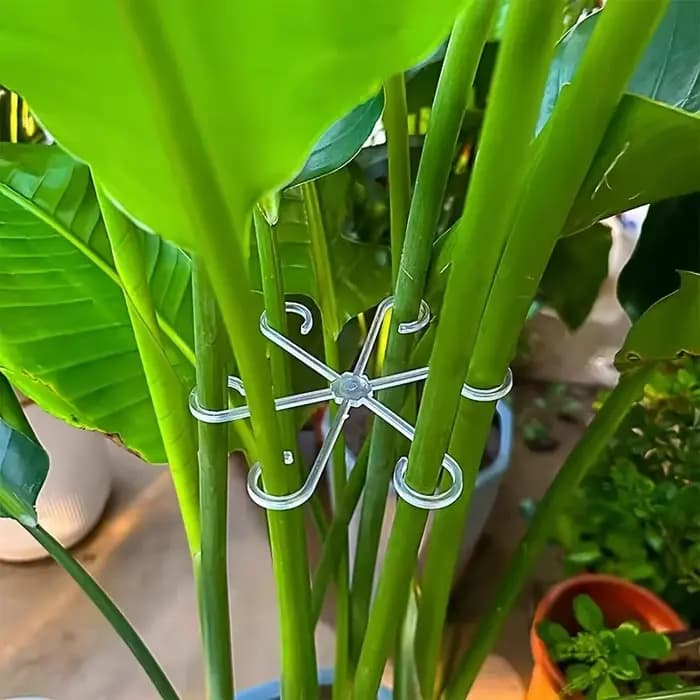 Piquets de Support de tige de plante de fleur, cadre de Support de plante d'intérieur grimpante, jar