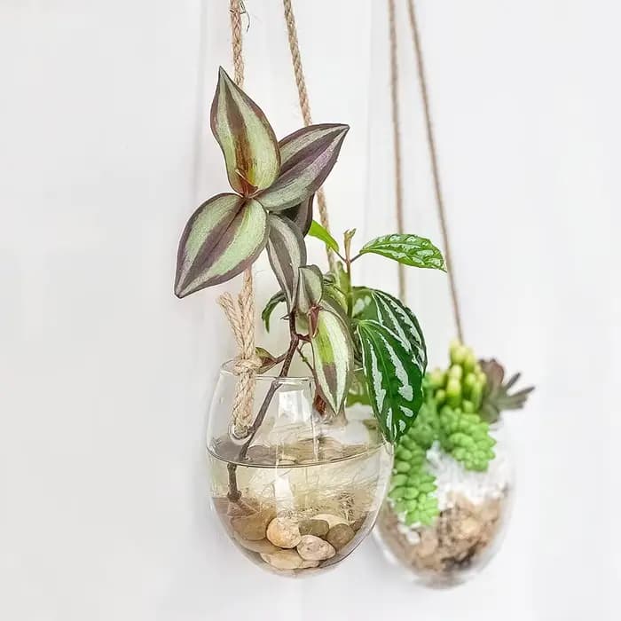 Vase suspendu hydroponique transparent en verre