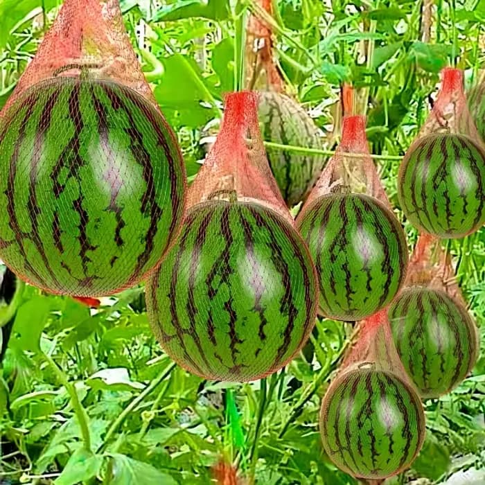 100 pièces de filet de jardin en plastique robuste, adapté à la pastèque, au melon, à la plantation verticale et au hamac avec sangles.