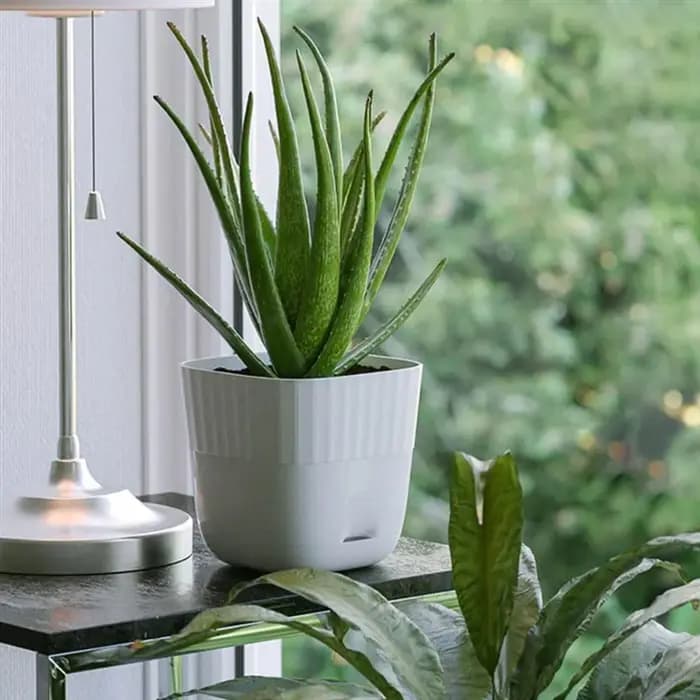 Pots de fleurs 6 pouces