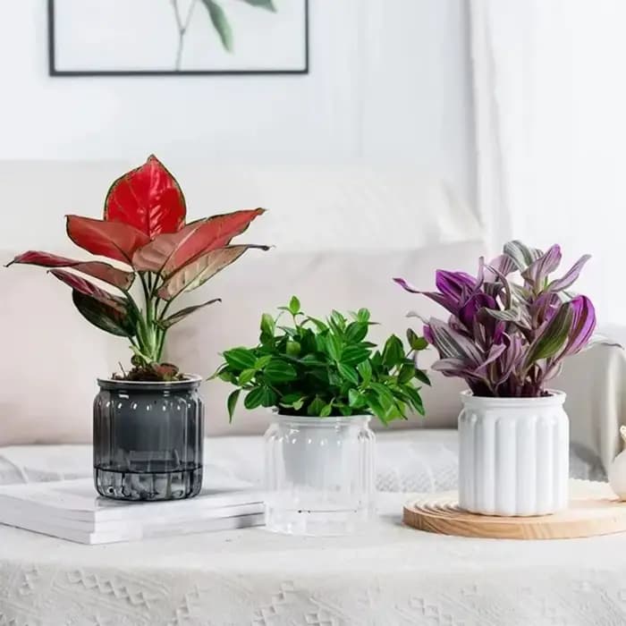 6 pots auto-arrosants, mini pots ronds pour plantes succulentes
