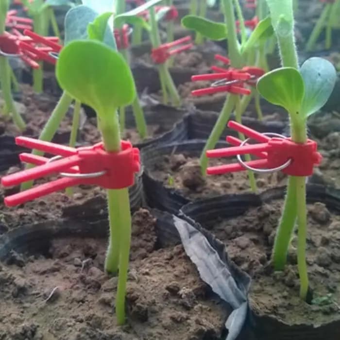 Pince de greffe de jardin en plastique, Clips de Support pour plantes, pinces Anti-chute pour plante