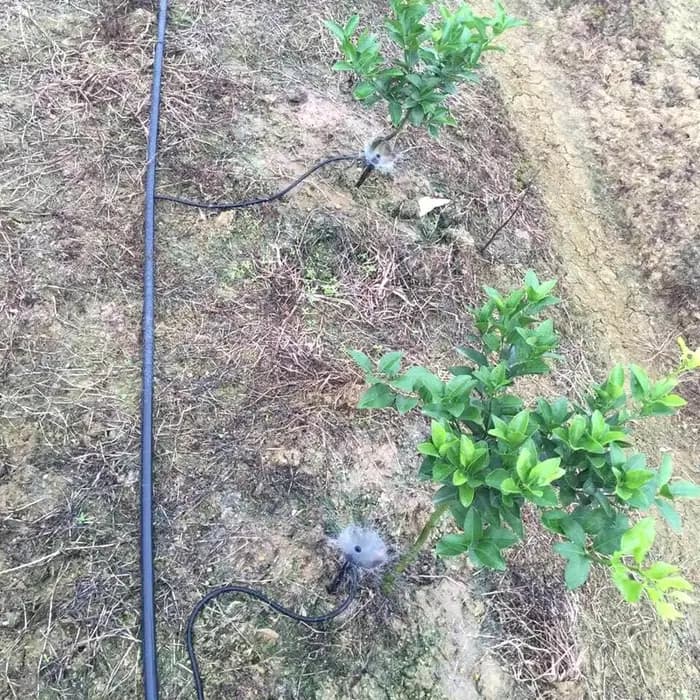 Pointes d'arrosage automatique pour plantes à fleurs, système d'irrigation goutte à goutte automatiq