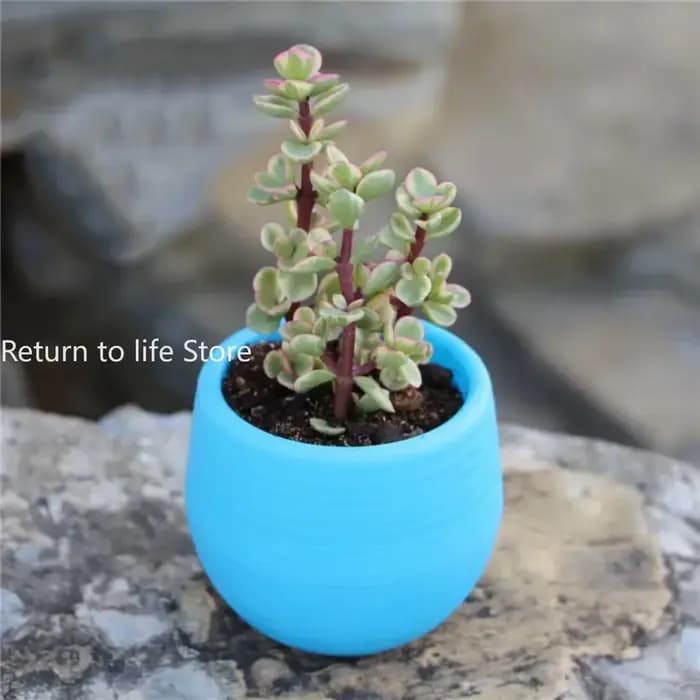 Mini petit Pot de jardinière succulente en résine PP
