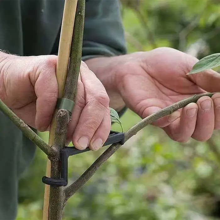 Clips pour arbres fruitiers, Support de vignes, façonneurs torsadés, extracteur de Branches, style d
