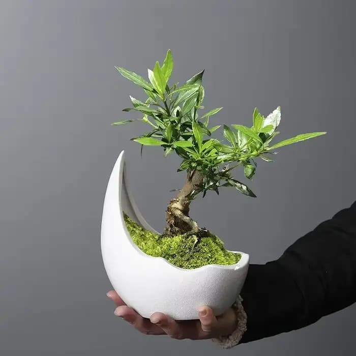 Pot de fleur en céramique en forme de corne de rhinocéros