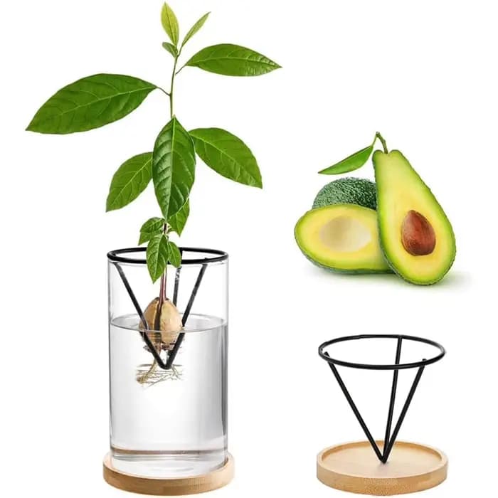 1 ensemble de Kits de culture d'arbre d'avocat, Vase de graines d'avocat en verre hydroponique avec support triangulaire et Pot de plante de germination de Base en bambou