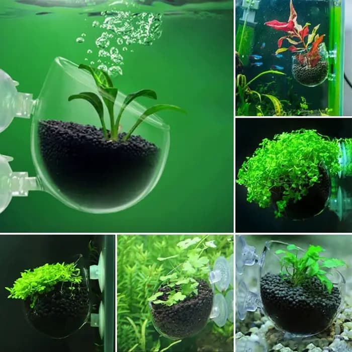 Pot pour plantes aquatiques en acrylique avec ventouse