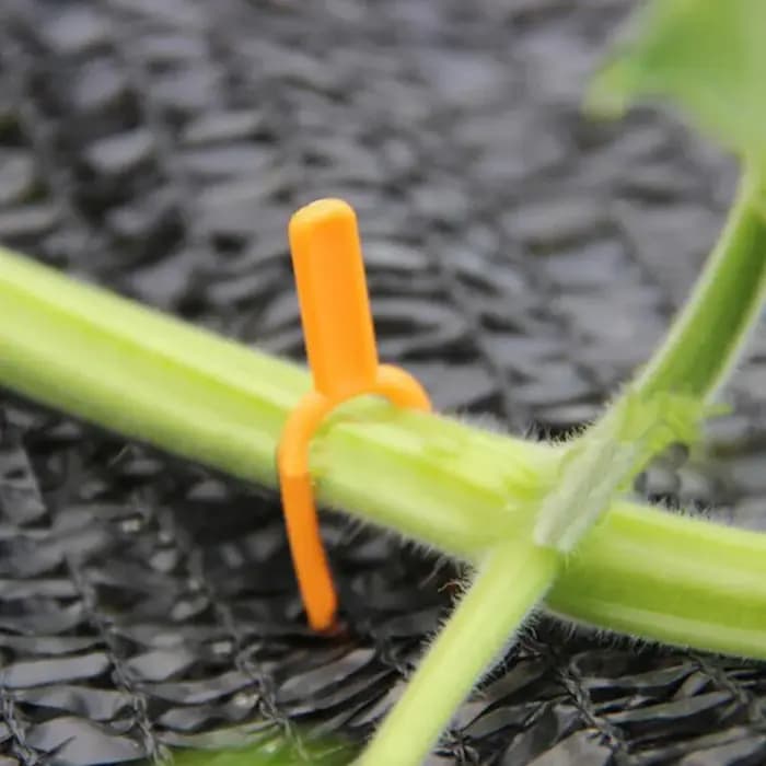Support de plantes grimpantes en plastique, support de plantes, support de vignes, pinces pour fleur