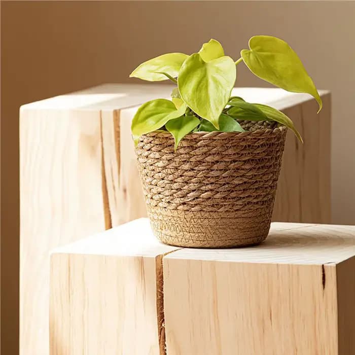 Panier de rangement en rotin tressé pour plantes