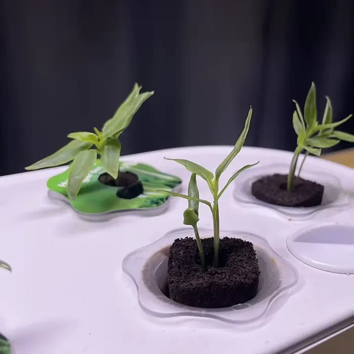 Éponges de croissance des racines de graines, 50 pièces, sans sol, aide à la croissance des semis, b