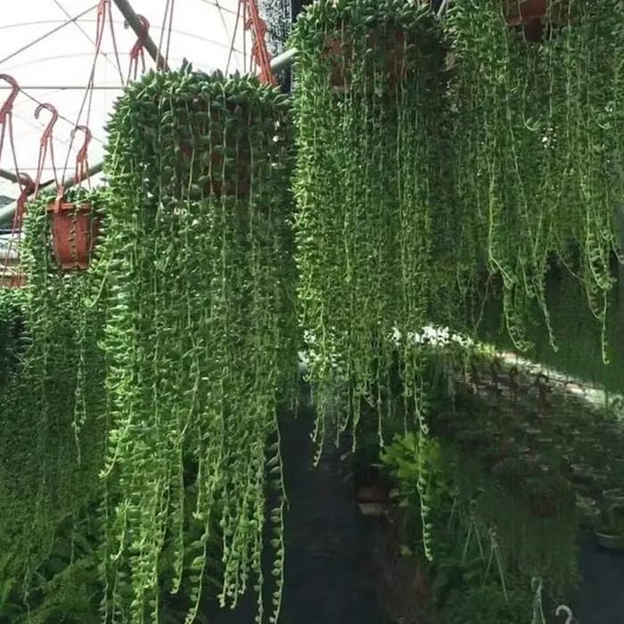 Pot de fleurs suspendu en plastique, panier à fleurs en chaîne, support pour plantes, pots à fleurs,