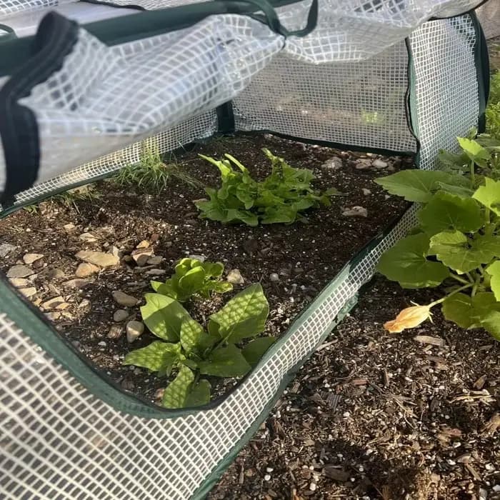 Couverture de protection pour plantes en maille PVC transparente, imperméable, respirante et isolante pour serre de jardin