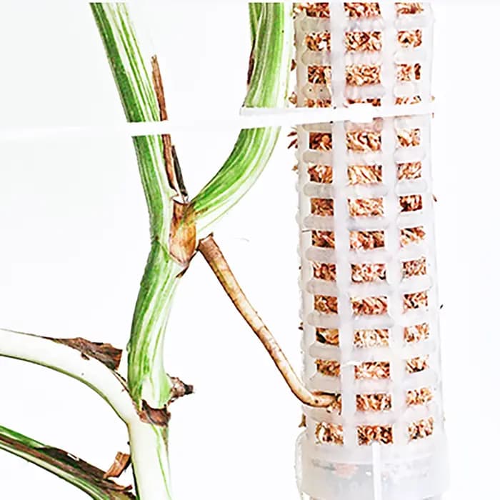 Colonne grimpante pour plantes, poteau en mousse sphagne, Support de croissance pour plantes, retenu
