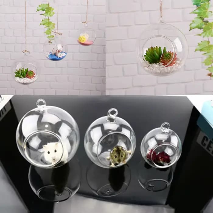 Boule de Terrarium en Verre Transparent en Forme de Globe, Conteneur de Fleurs, Ornement de Paysage,