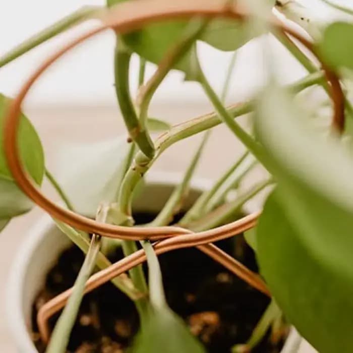 Support d'escalade pour plantes, treillis pour plantes de jardin, Support sur piquet, croissance de