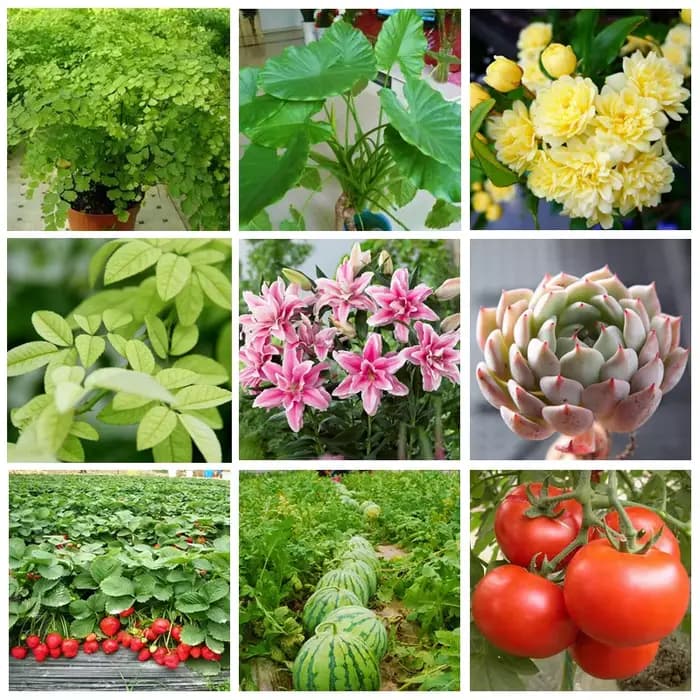 Engrais hydrosolubles WSF