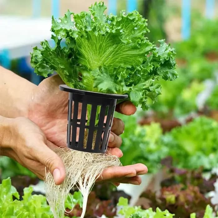 Mir pour plantes hydroponiques aquaponiques et orchidées