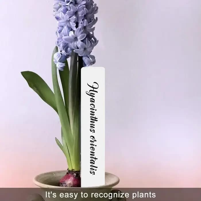 Étiquette de fleur étanche en plastique, 100 pièces, marque de type T, étiquette de jardinage, pour