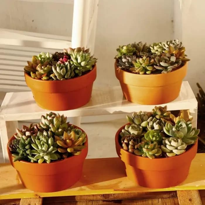 Pots de fleurs en terre cuite 4.5 "x 2.3", 4 pièces, jardinière en argile et poterie avec trou de Dr